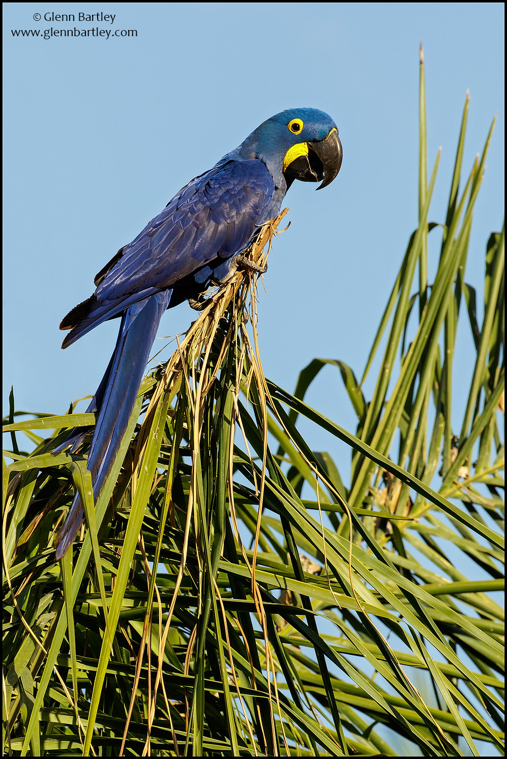 Hyacinth Macaw - 04.jpg
